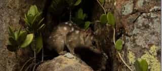  Northern Quoll Population Study Completed