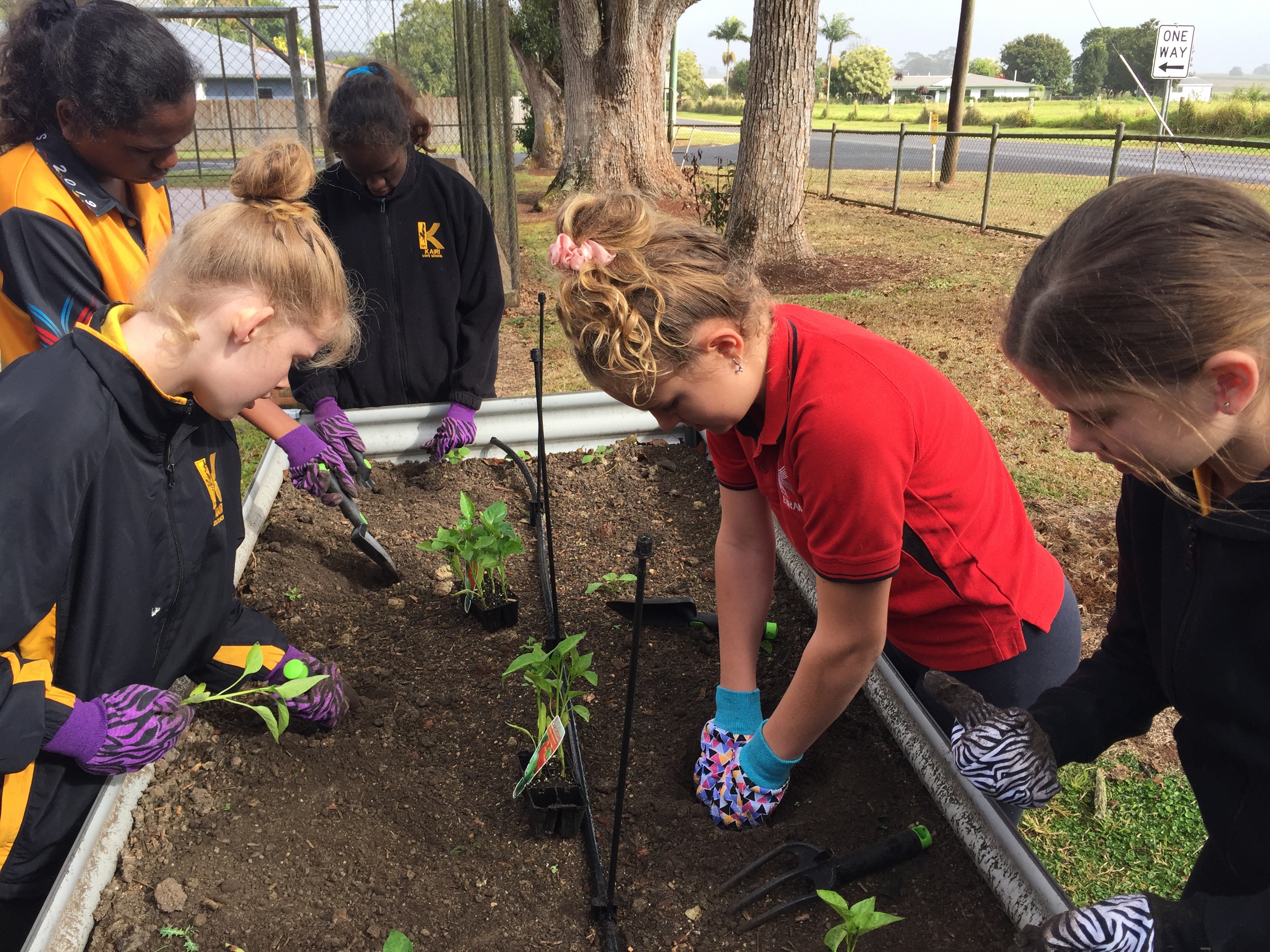 Kairi State School Sustainable Garden Project students and instructor at work